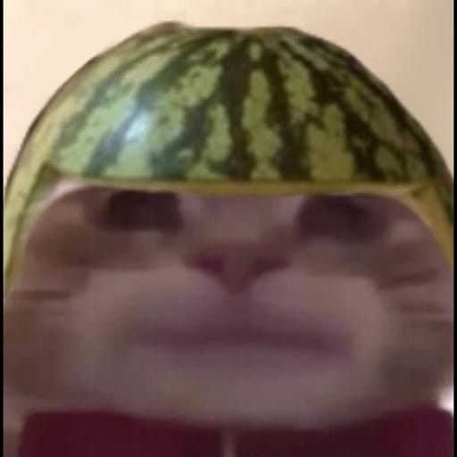 azillcatwatermelon